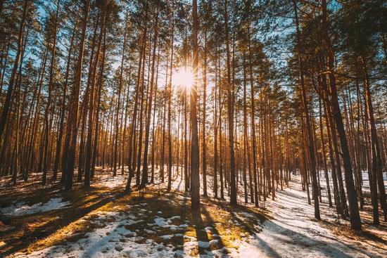 evergreen trees in winter with a warm, setting sun seen through the trunks